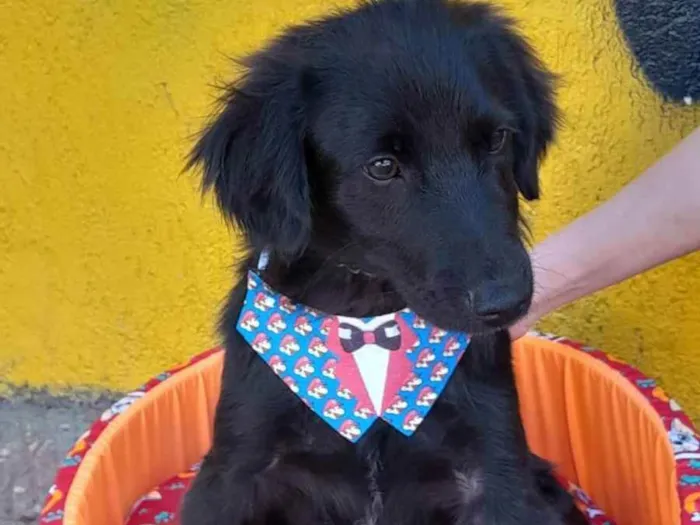 Cachorro raça srd idade  nome Zeca