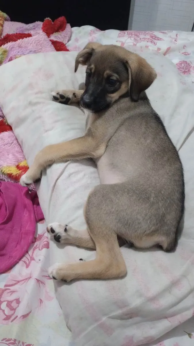 Cachorro ra a Viralata  idade 2 a 6 meses nome Lua