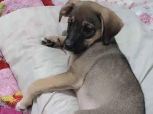 Cachorro raça Viralata  idade 2 a 6 meses nome Lua