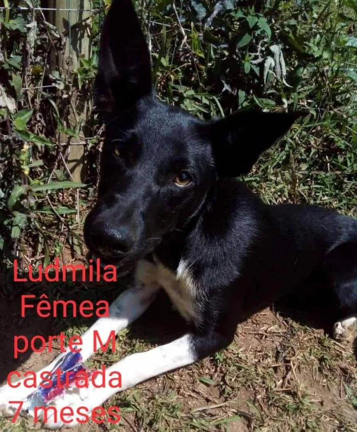 Cachorro raça SRD idade 7 a 11 meses nome Ludmila