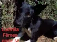 Ludmila