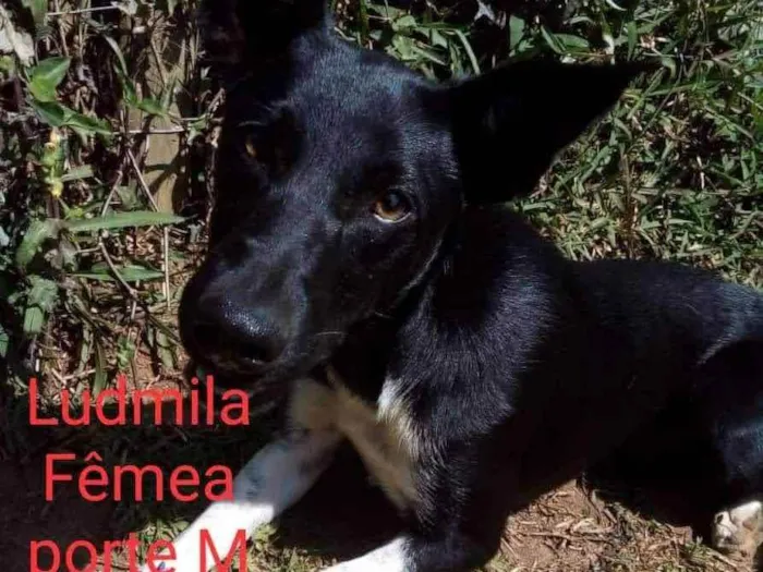 Cachorro raça SRD idade 7 a 11 meses nome Ludmila