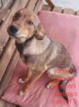 Scooby 