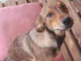Scooby 