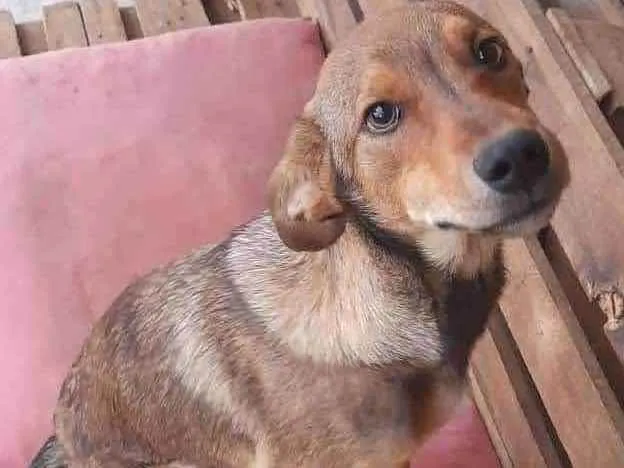 Cachorro raça SRD idade 7 a 11 meses nome Scooby 