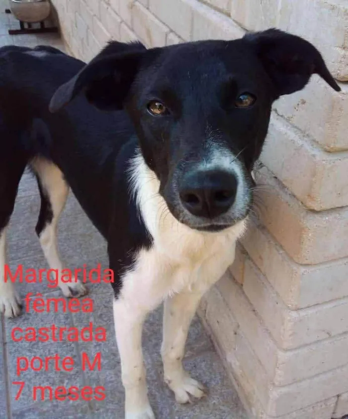 Cachorro raça SRD idade 7 a 11 meses nome Margarida 