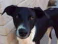 Margarida 