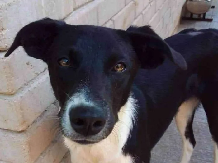 Cachorro raça SRD idade 7 a 11 meses nome Margarida 