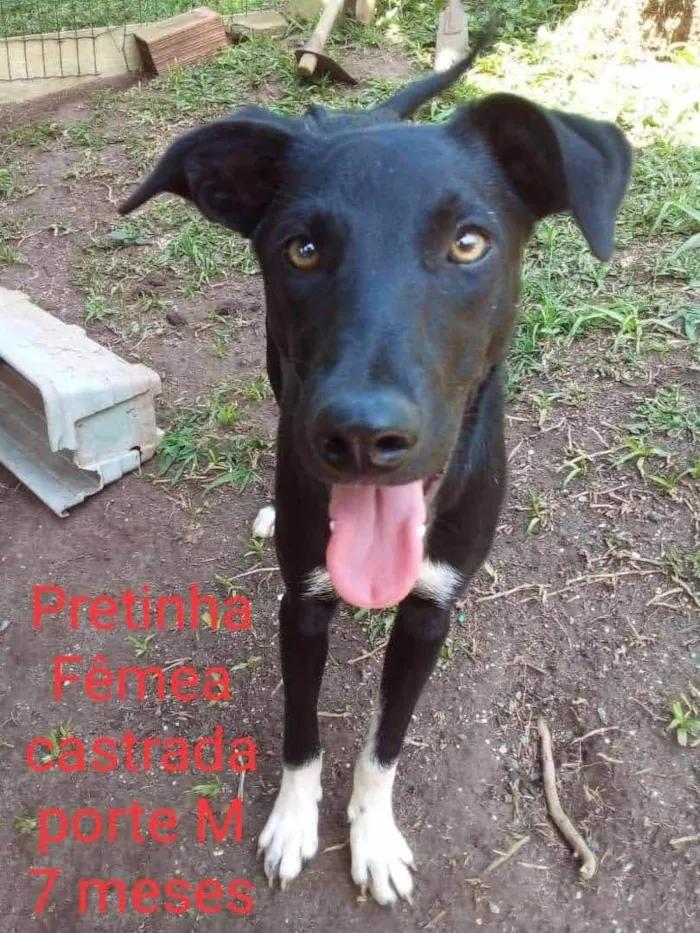 Cachorro raça SRD idade 7 a 11 meses nome Pretinha