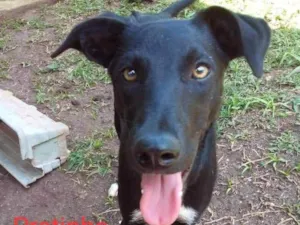 Cachorro raça SRD idade 7 a 11 meses nome Pretinha