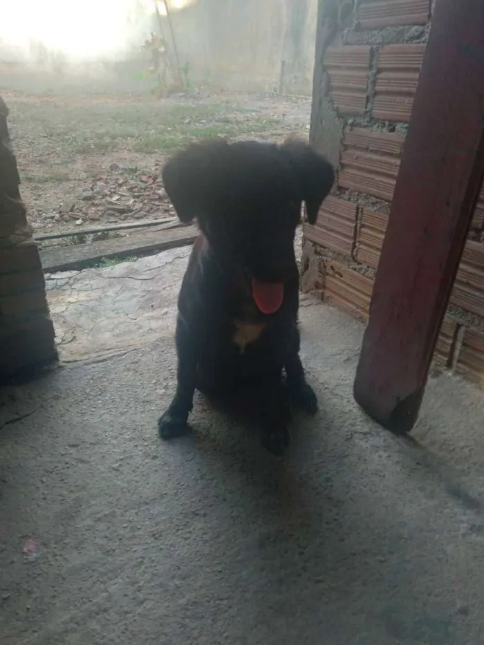 Cachorro ra a Vira-latas  idade 3 anos nome Eva e Dalila