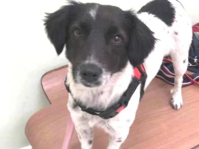 Cachorro raça srd idade 1 ano nome Nala