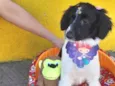 Cachorro raça srd idade 2 a 6 meses nome Nuka