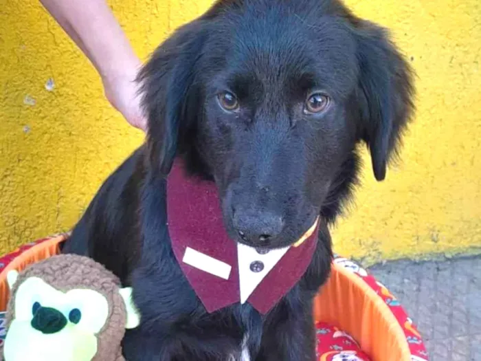 Cachorro raça srd idade 2 a 6 meses nome Caju