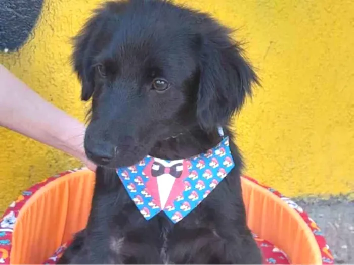 Cachorro raça srd idade  nome Zeca