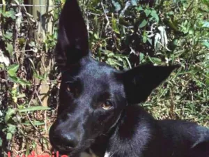 Cachorro raça SRD idade 7 a 11 meses nome Ludmila