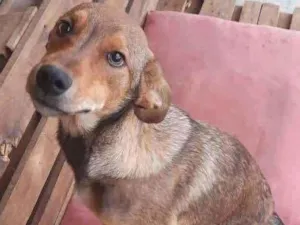 Cachorro raça SRD idade 7 a 11 meses nome Scooby 