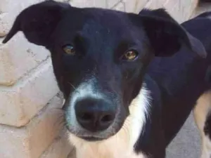 Cachorro raça SRD idade 7 a 11 meses nome Margarida 
