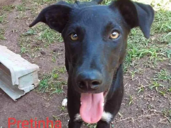 Cachorro raça SRD idade 7 a 11 meses nome Pretinha
