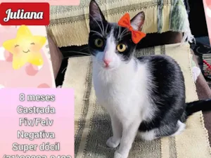 Gato raça SRD idade 7 a 11 meses nome Juliana