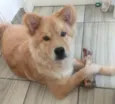 Simba 