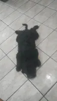 Pretinho