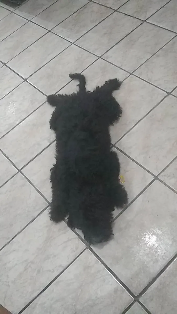 Cachorro ra a Mistura  idade 2 a 6 meses nome Pretinho
