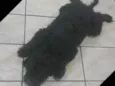Pretinho
