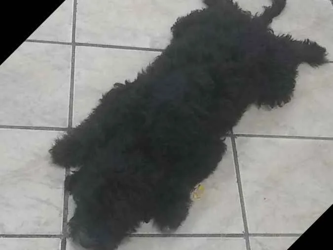 Cachorro ra a Mistura  idade 2 a 6 meses nome Pretinho