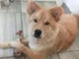 Simba 
