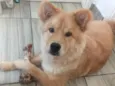 Simba