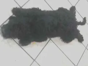 Cachorro raça Mistura  idade 2 a 6 meses nome Pretinho