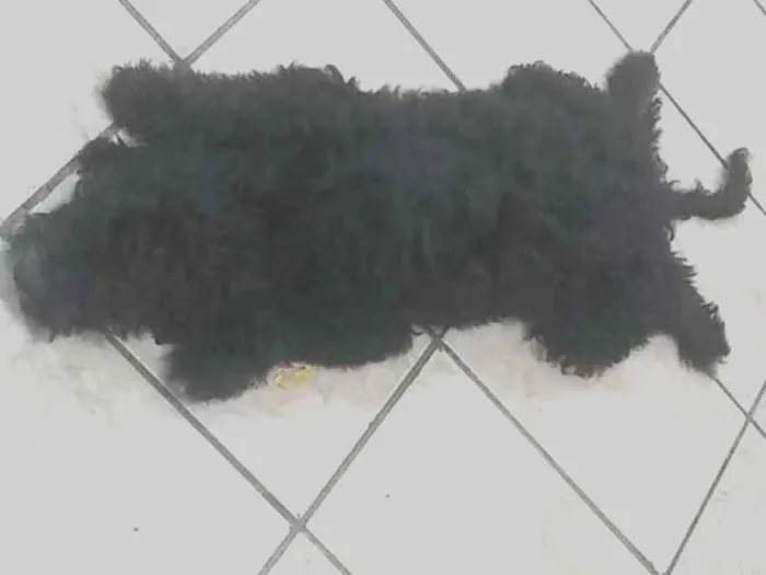 Cachorro ra a Mistura  idade 2 a 6 meses nome Pretinho