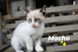 Fofinho