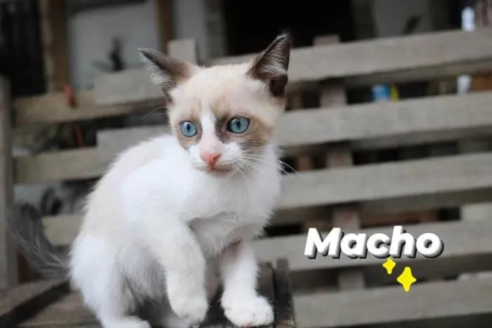 Gato ra a Sem raça  idade Abaixo de 2 meses nome Fofinho