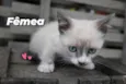 Fofinho