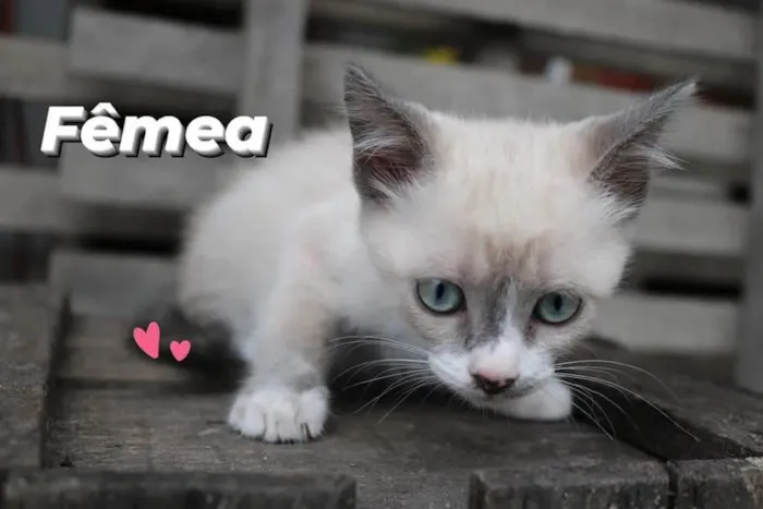 Gato ra a Sem raça  idade Abaixo de 2 meses nome Fofinho