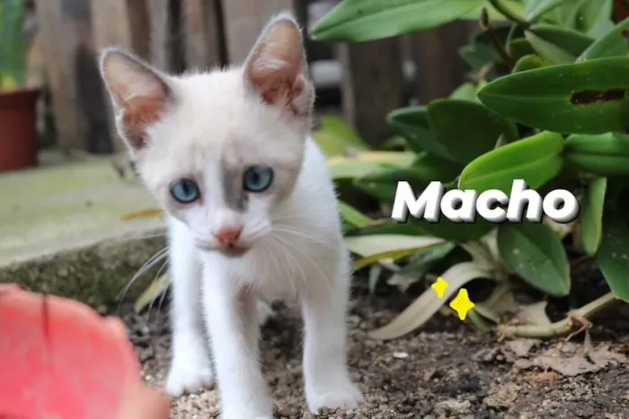 Gato ra a Sem raça  idade Abaixo de 2 meses nome Fofinho
