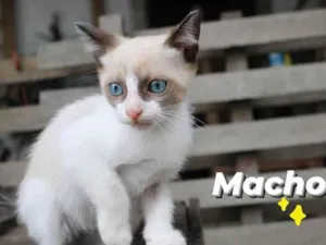Gato raça Sem raça  idade Abaixo de 2 meses nome Fofinho