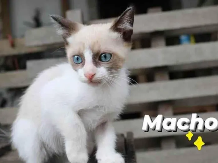 Gato ra a Sem raça  idade Abaixo de 2 meses nome Fofinho