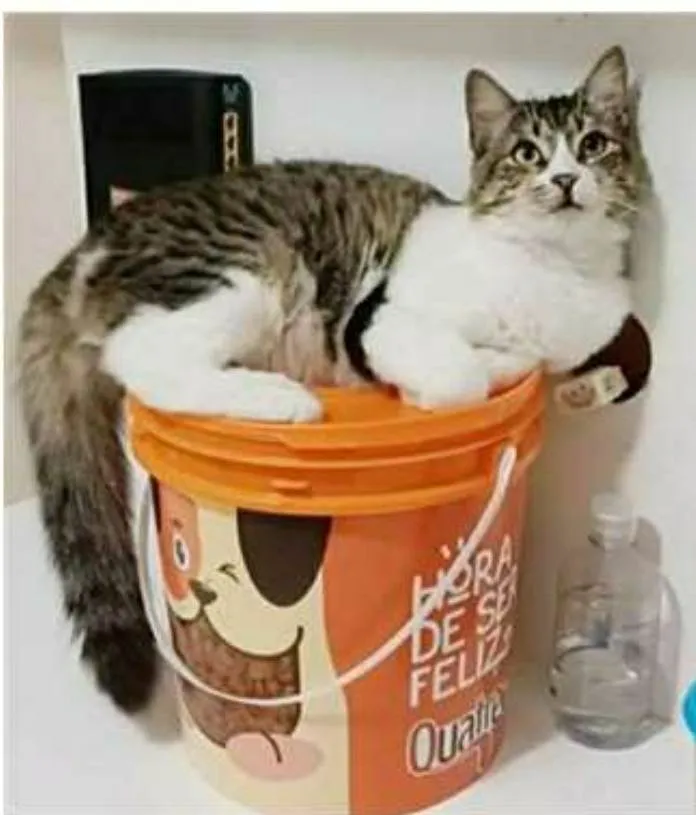 Gato raça srd tigradinha idade 7 a 11 meses nome BENEDITA 