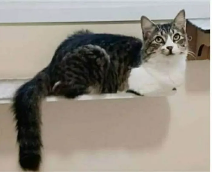 Gato raça srd tigradinha idade 7 a 11 meses nome BENEDITA 