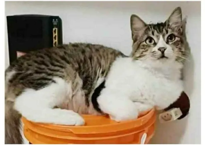 Gato raça srd tigradinha idade 7 a 11 meses nome BENEDITA 