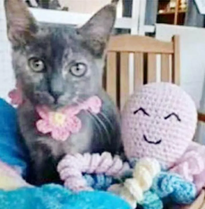 Gato ra a srd escaminha  idade 2 a 6 meses nome MARIA