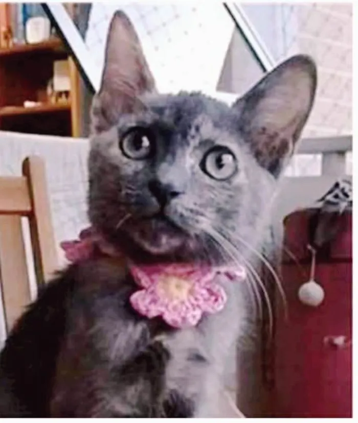 Gato ra a srd escaminha  idade 2 a 6 meses nome MARIA