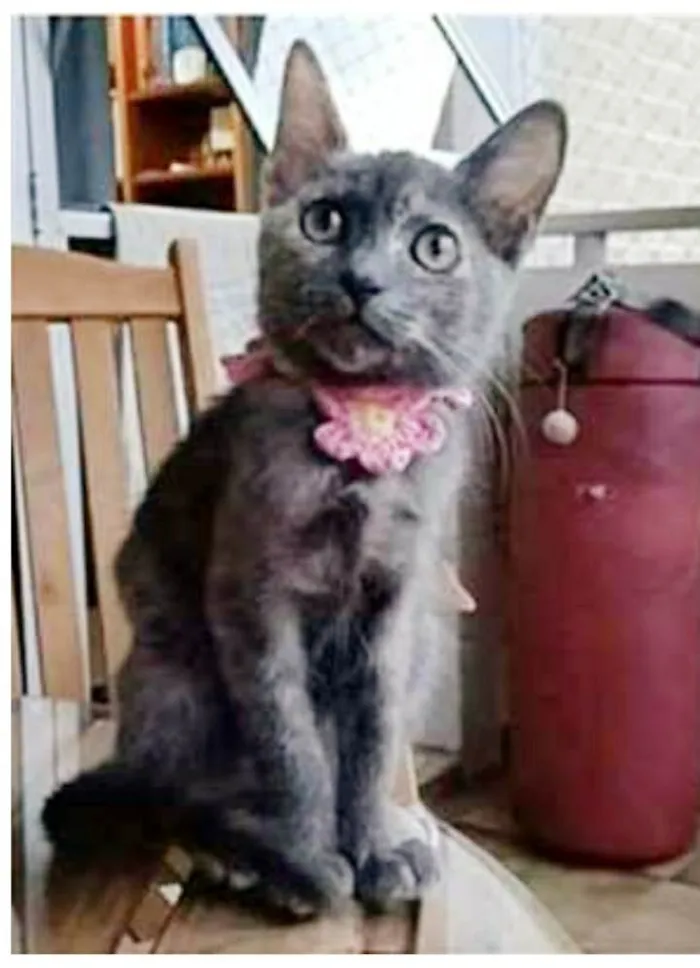 Gato ra a srd escaminha  idade 2 a 6 meses nome MARIA