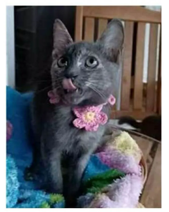 Gato ra a srd escaminha  idade 2 a 6 meses nome MARIA
