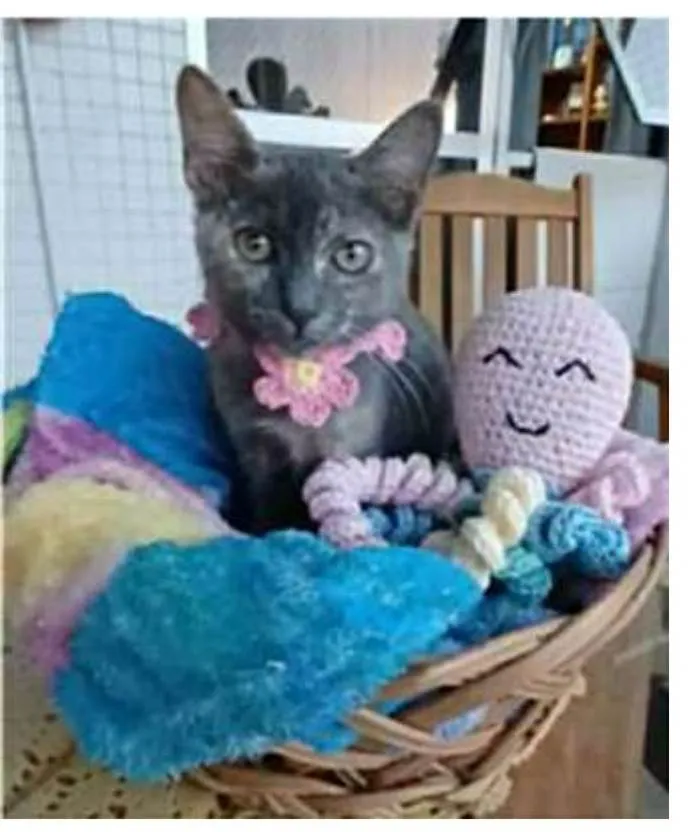 Gato ra a srd escaminha  idade 2 a 6 meses nome MARIA