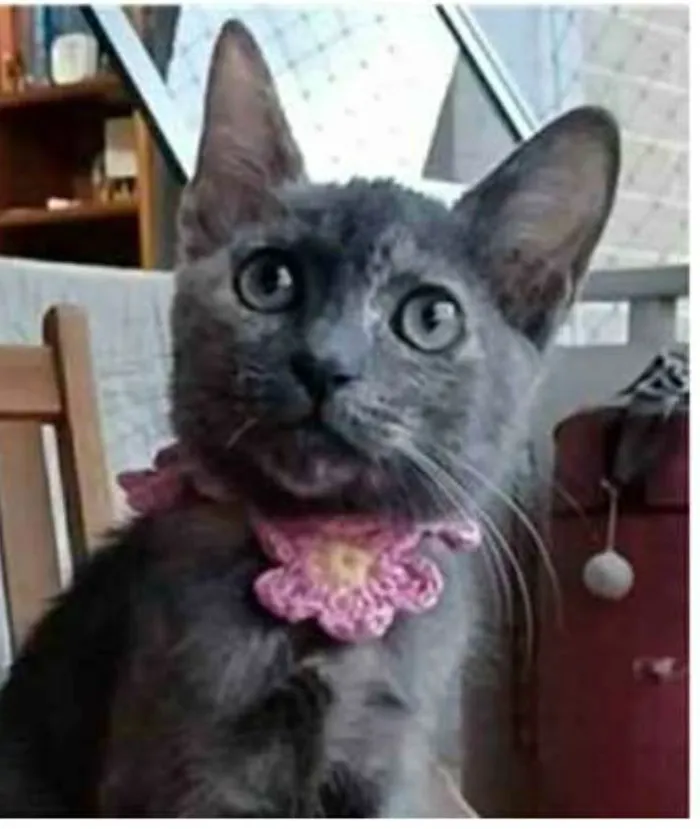 Gato ra a srd escaminha  idade 2 a 6 meses nome MARIA