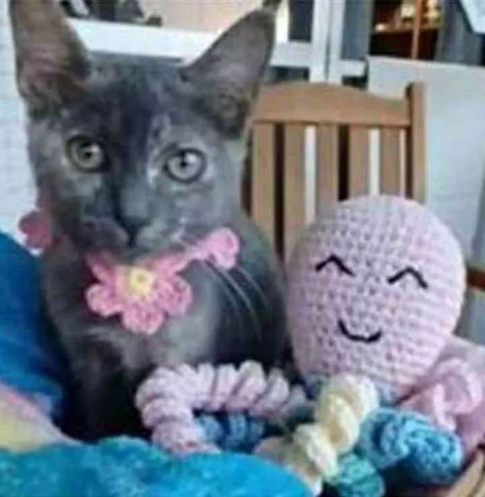Gato ra a srd escaminha  idade 2 a 6 meses nome MARIA